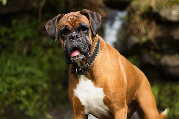 Family dog breeds Boxer