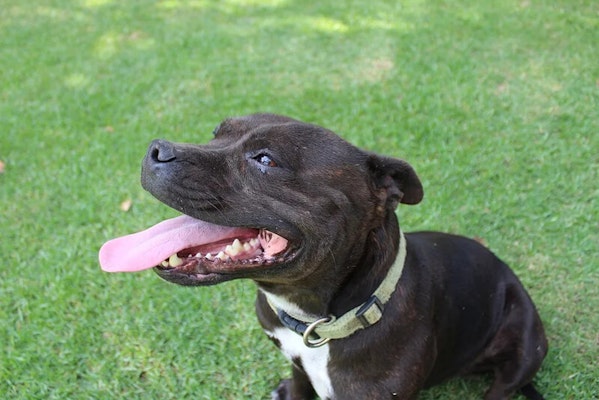 Family dog breeds Staffordshire Bull Terrier
