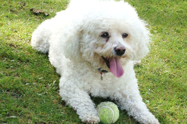Family dog breeds Bichon Frise