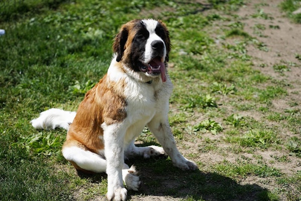 Family dog breeds St Bernard