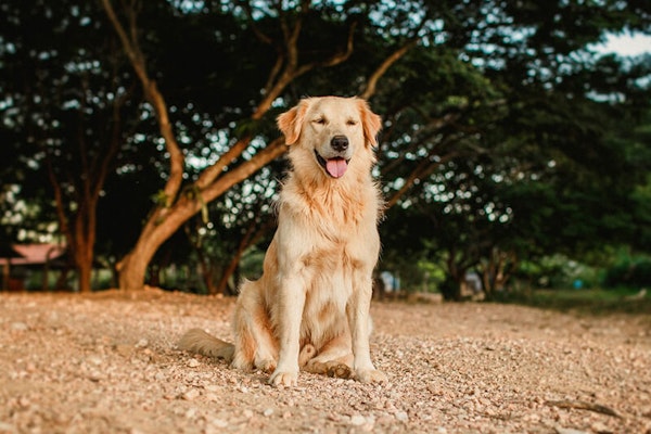 Family dog breeds Golden Retriever