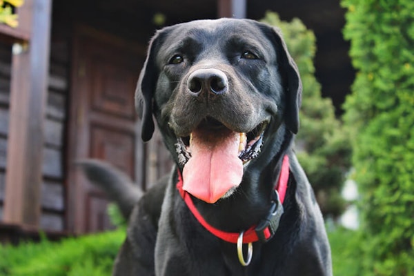Family dog breeds Labrador