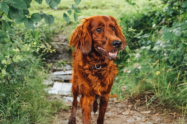 Family dog breeds Irish Setter