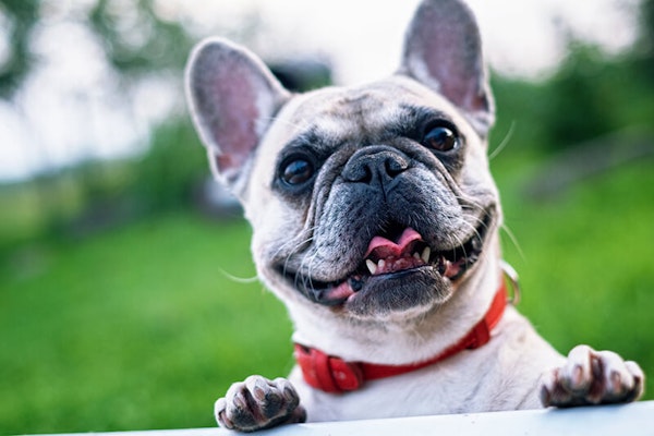Family dog breeds French Bulldog