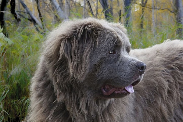 Family dog breeds Newfoundland