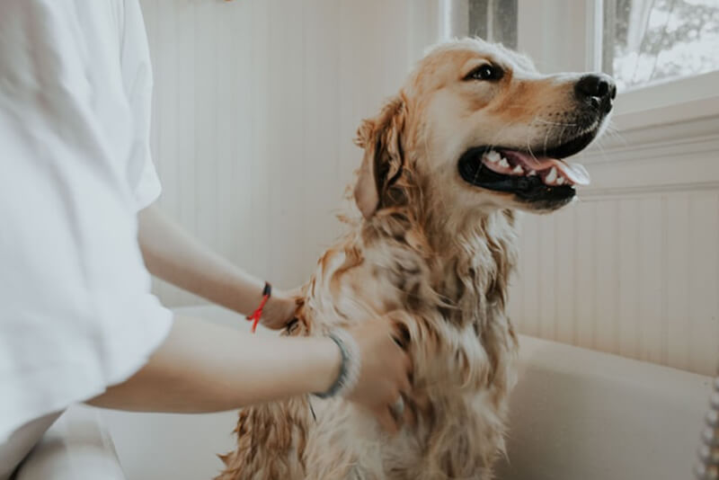 How Often Can You Give A Dog A Flea Bath