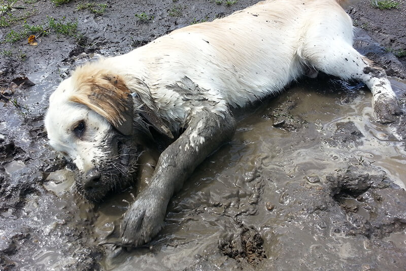 How Often Should You Wash Your Dogs Bed