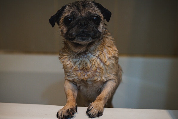 how often should you shampoo your dog