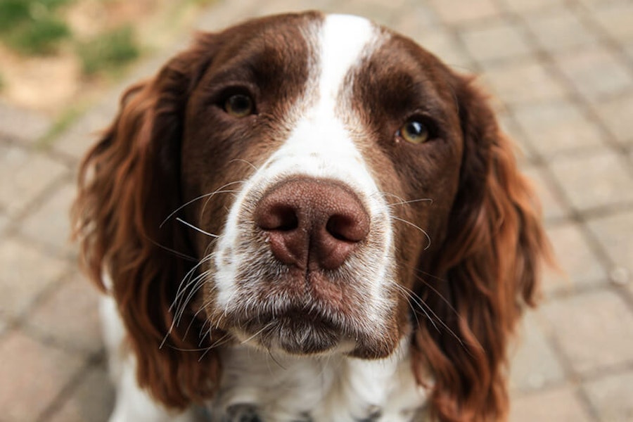 Why do dogs have whiskers?