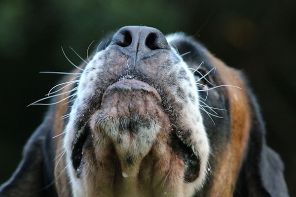 What are dogs' whiskers for?