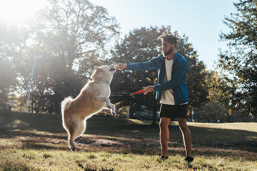 How to stop your dog from jumping up