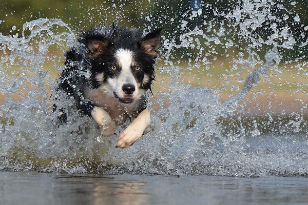Smartest dog breeds Border Collie