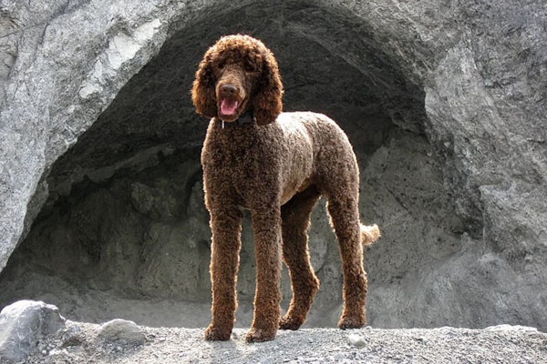 Smartest dog breeds Poodle
