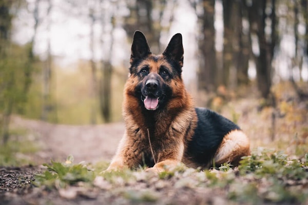 Smartest dog breeds German Shepherd