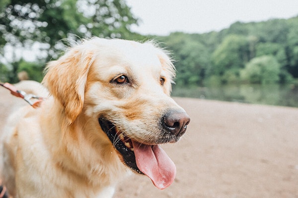 Smartest dog breeds Golden Retriever