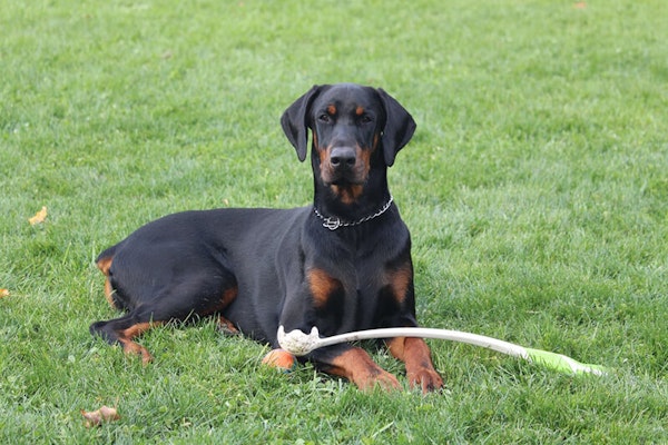Smartest dog breeds Doberman