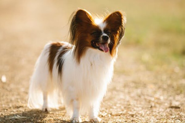 Smartest dog breeds Papillon