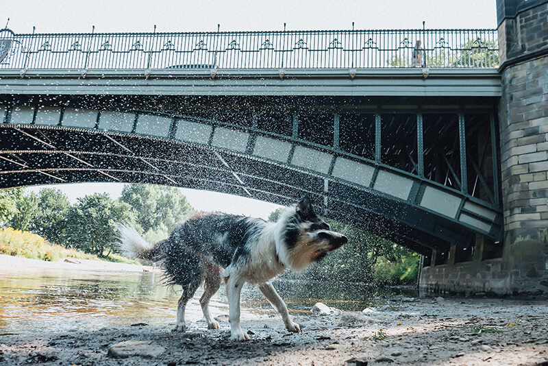 Why Is My Dog Shivering And Teeth Chattering