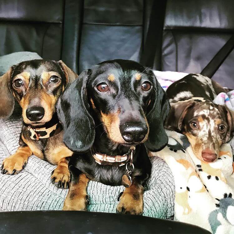 1,000+ Girl Dog Names