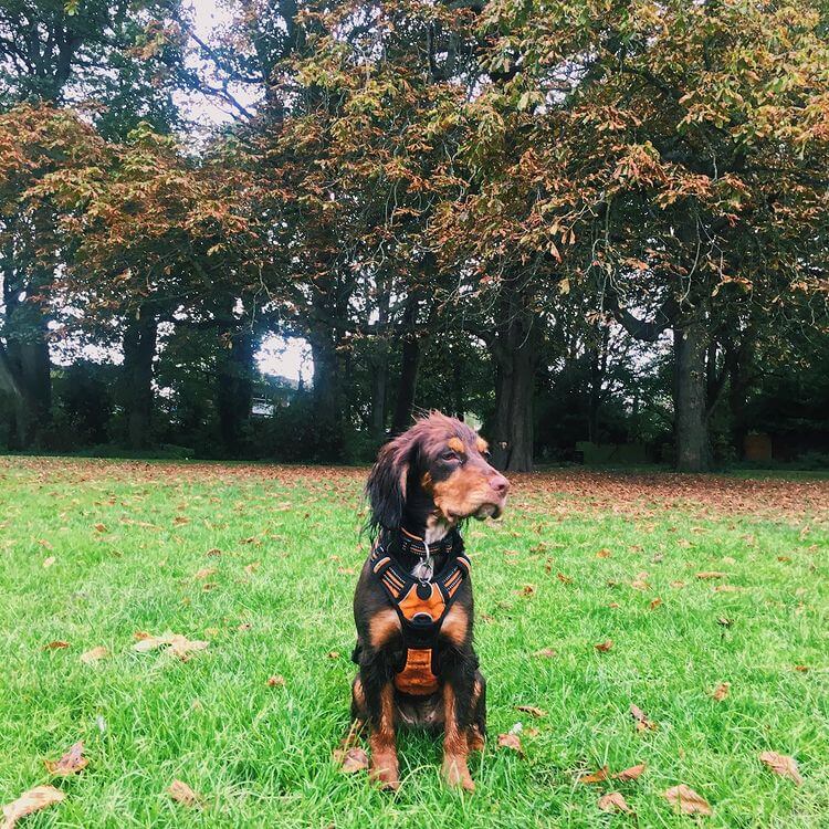 1,000+ Girl Dog Names