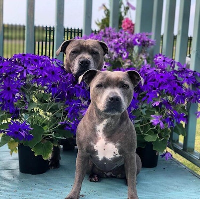 1,000+ Girl Dog Names