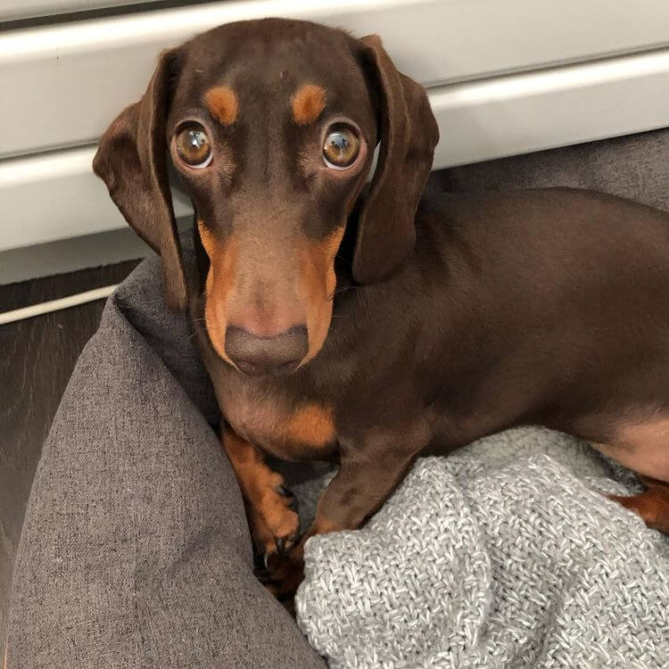 1,000+ Girl Dog Names