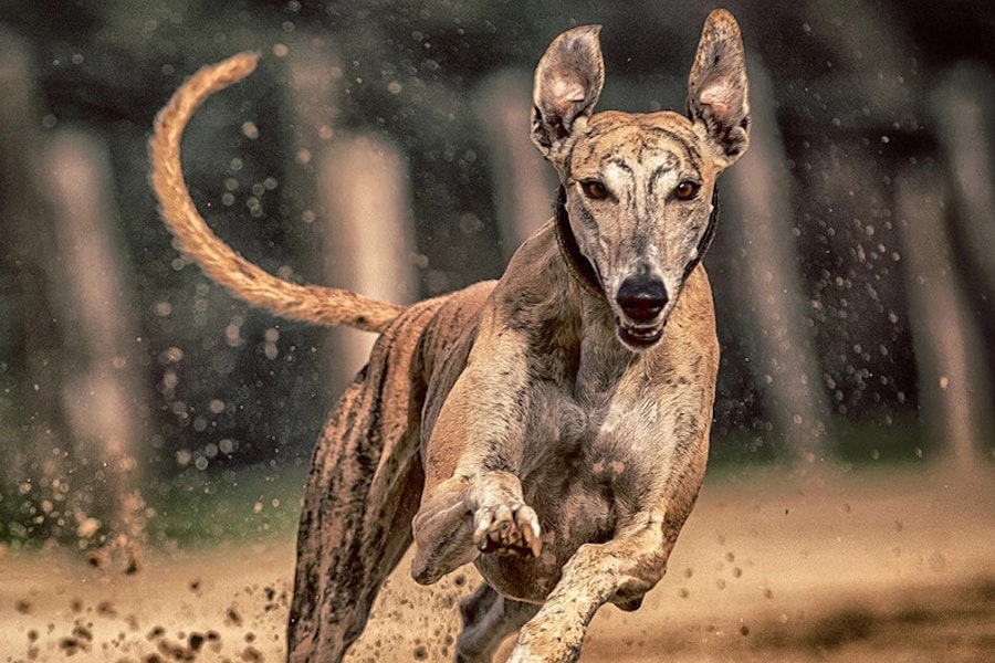 What is a sighthound?
