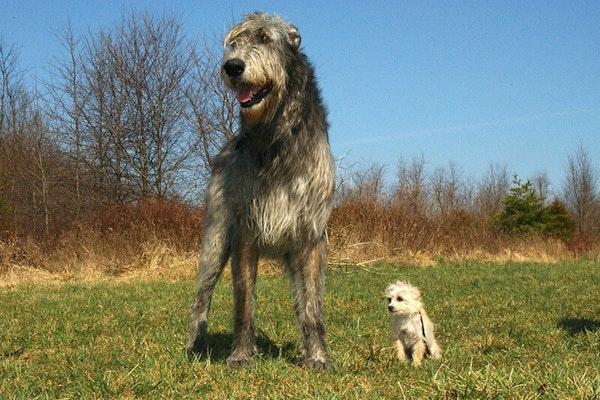 Irish Wolfhound sighthound