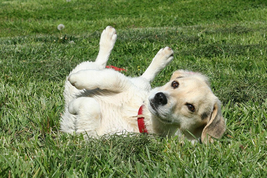 why does my dog roll in fox poo