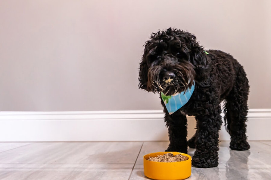 Dog nutrition and behaviour - Do they link?