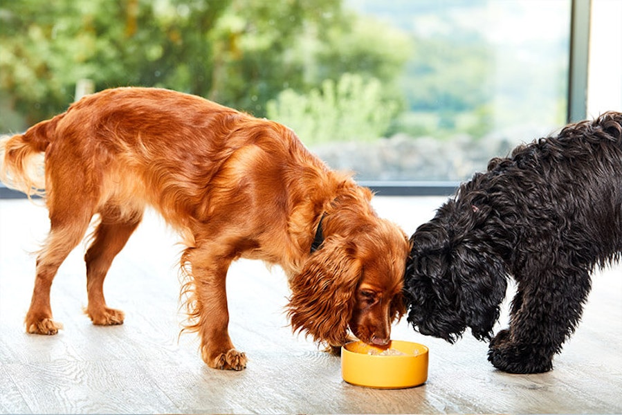 How owner behaviour affects how dogs eat their food