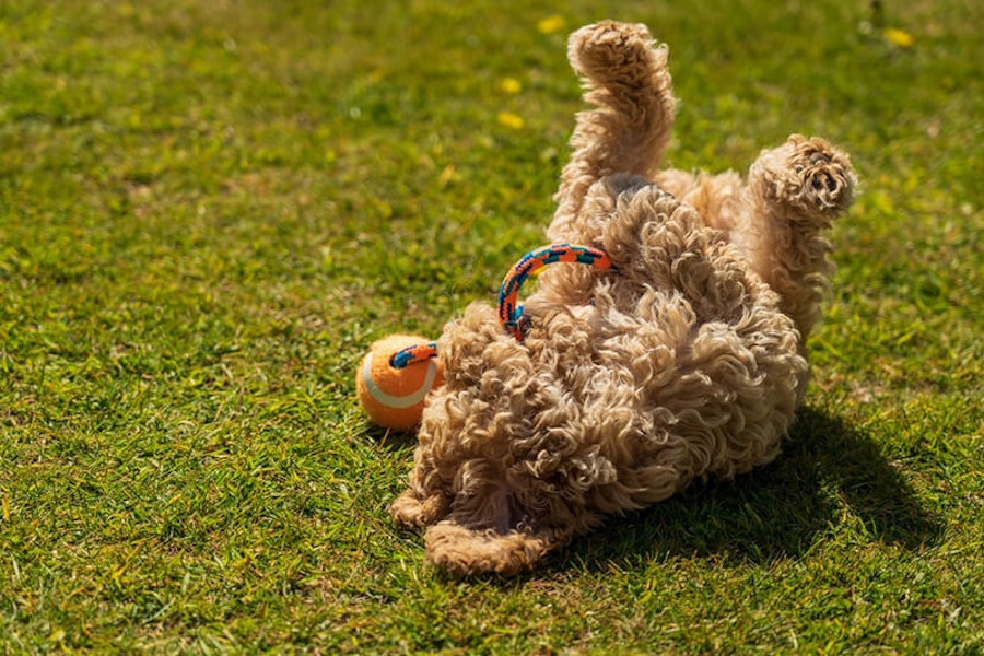 Why do dogs roll in grass?