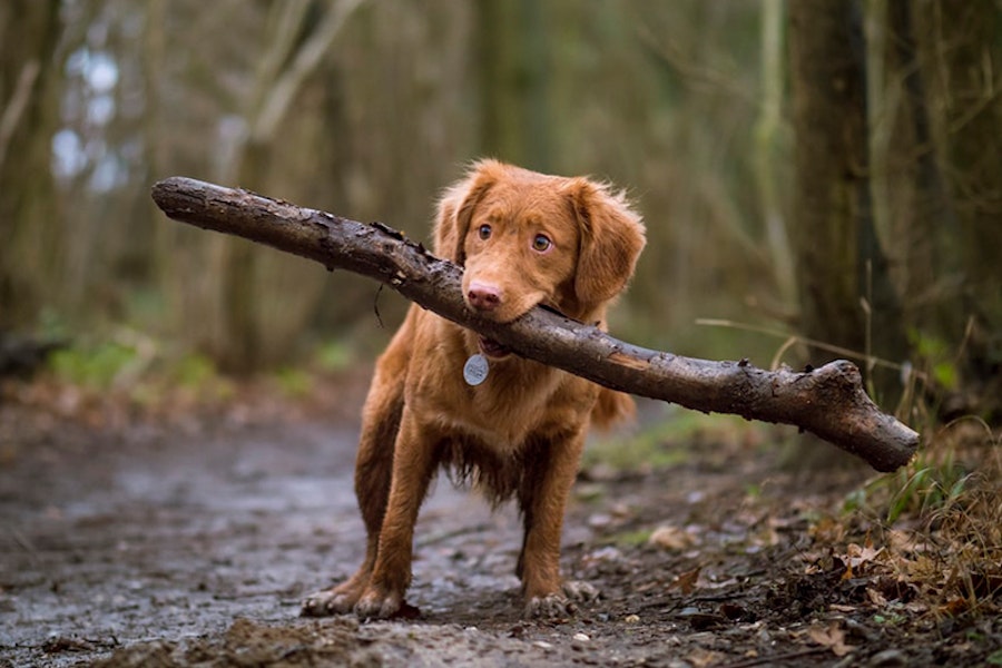 Why Do Dogs Like Sticks Pure Pet Food Why do dogs like sticks pure pet food