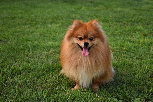 Dogs that look like bears Pomeranian