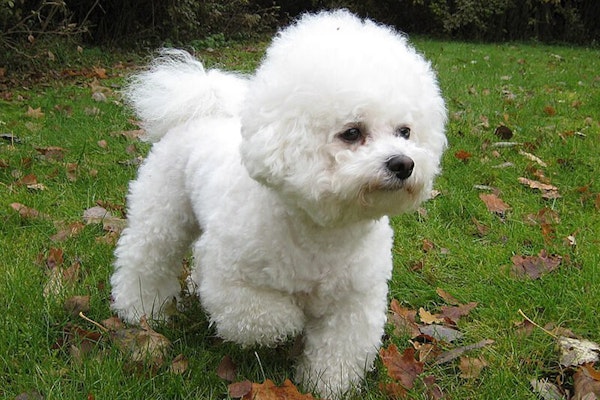 Dogs that look like bears Bichon Frise