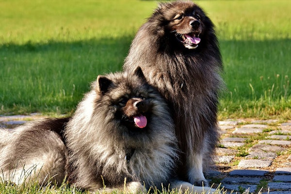 Dogs that look like bears Keeshond