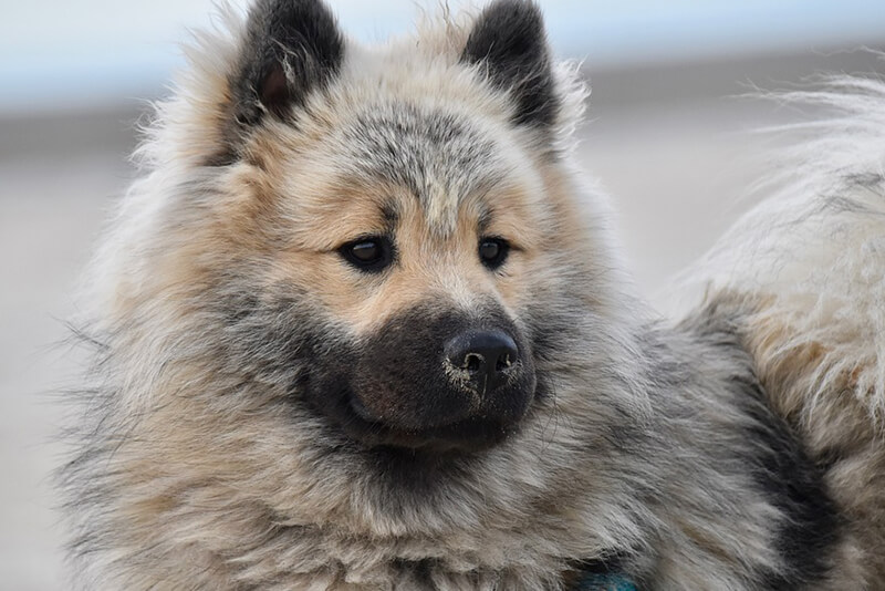 breed of dog that looks like a bear