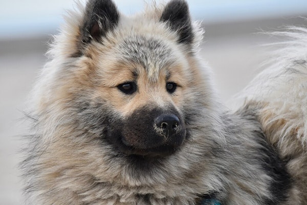 Dogs that look like bears Eurasier
