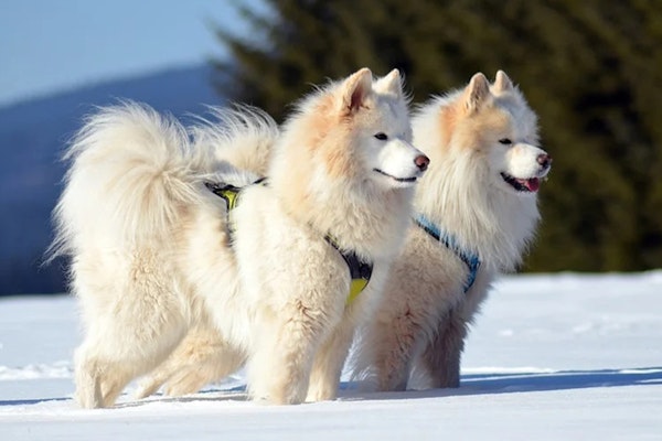 Dogs that look like bears Samoyed