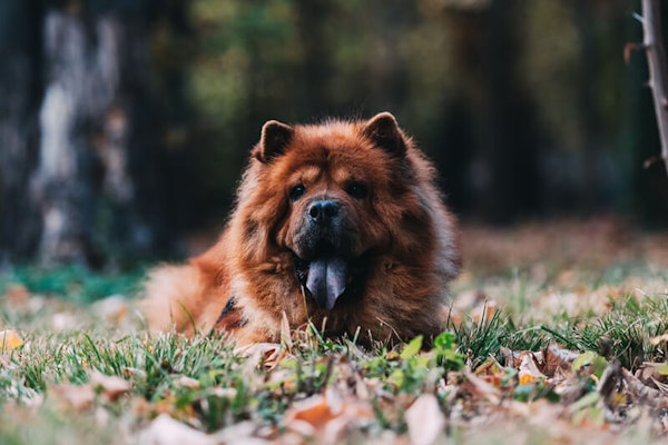 Top Dog Breeds That Look Like Bears