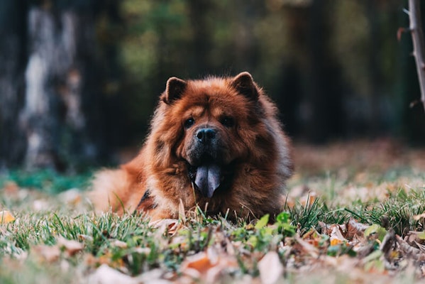 Dogs that look like bears Chow Chow