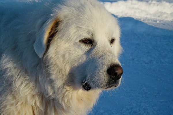 Dogs that look like bears Great Pyrenees