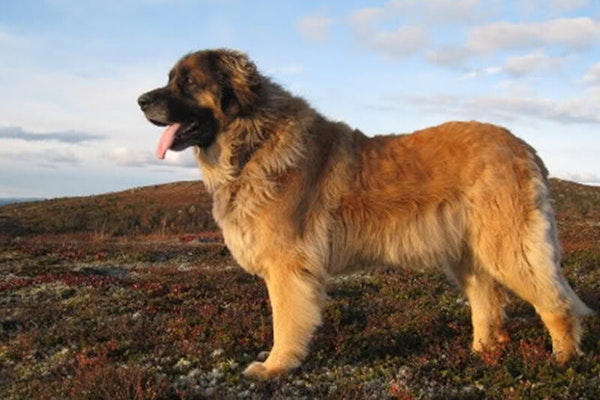 Dogs that look like bears Leonberger