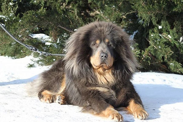 Dogs that look like bears Tibetan Mastiff