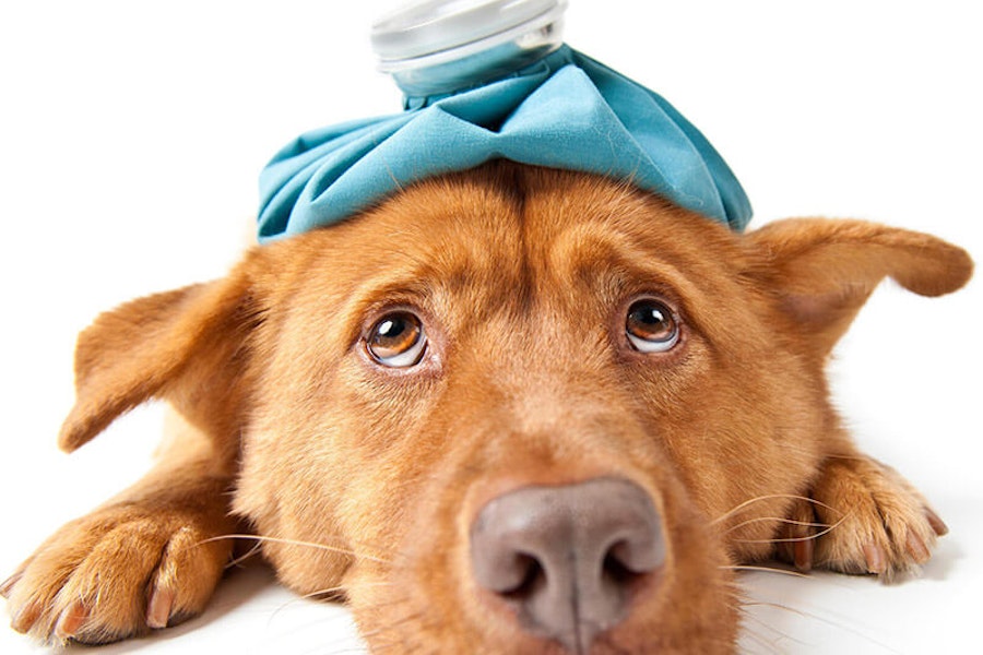7 common dog illnesses that are affected by poor nutrition