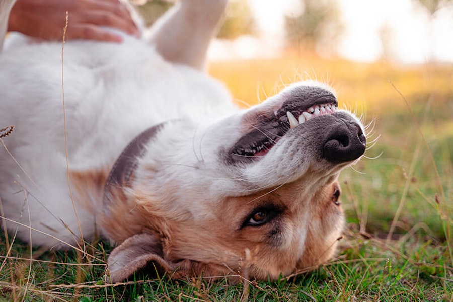 Are dogs ticklish?