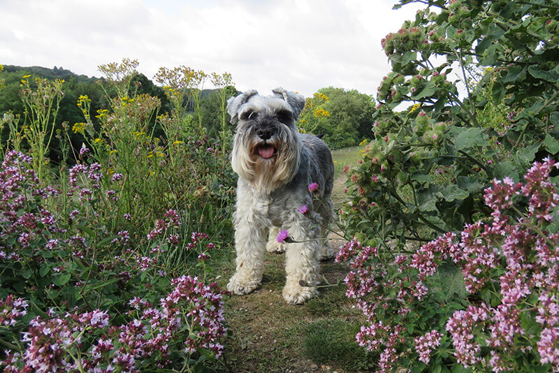 are butterfly bushes poisonous to dogs