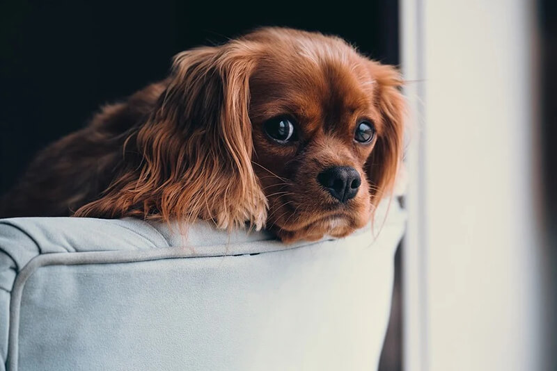 When Can You Start Leaving A Puppy Home Alone