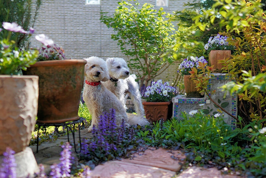 Poisons in your garden, Dog health
