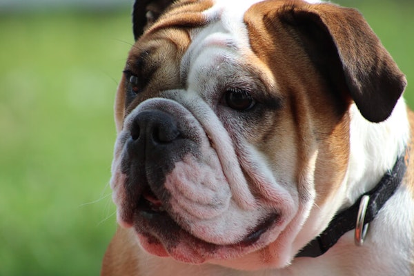 English dog breeds Bulldog